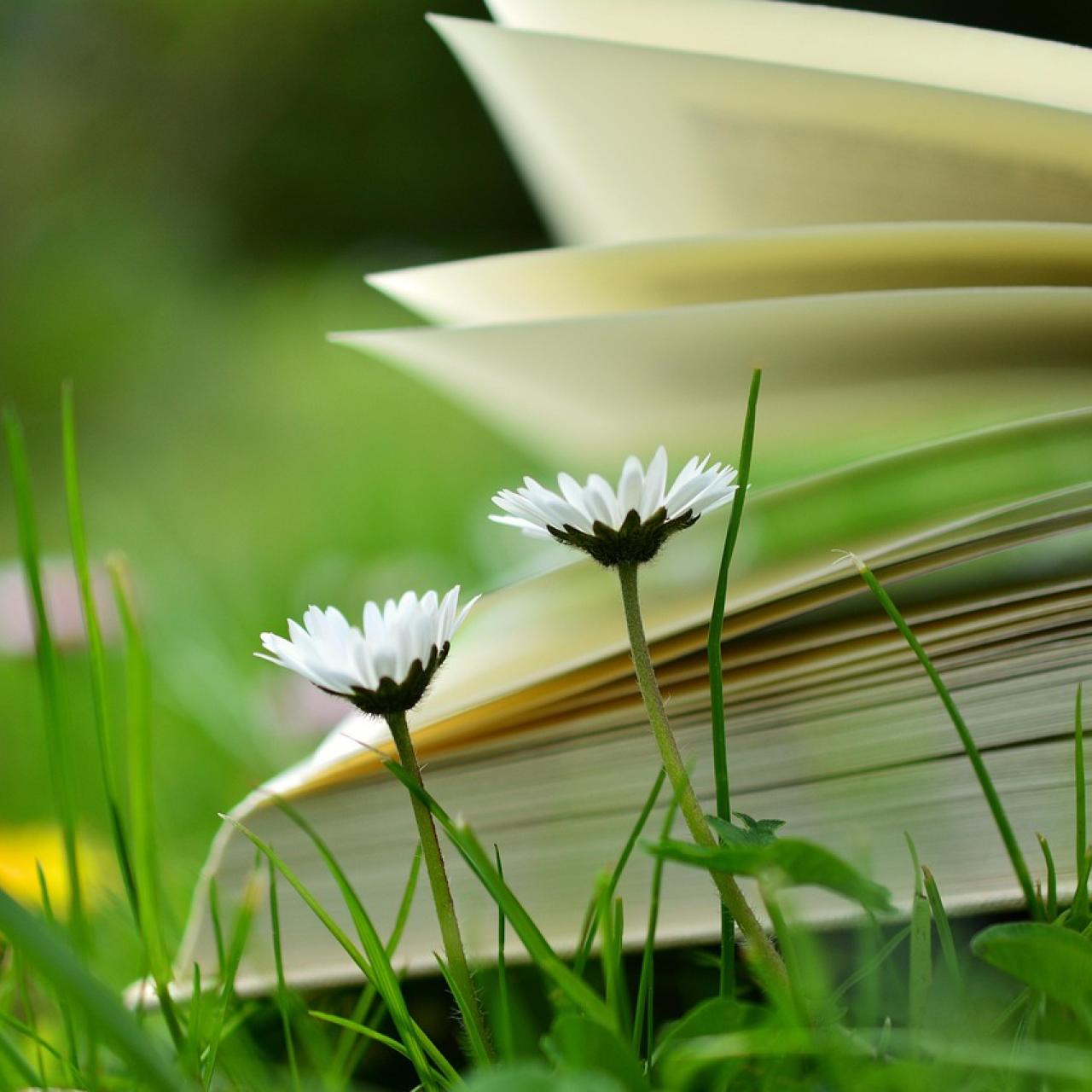 Buch Sommer